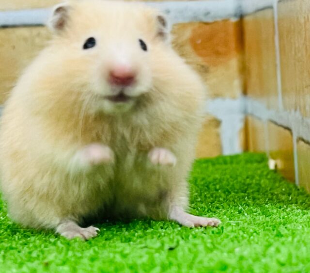 自慢の艶々ヘアー☆サテンハムスターちゃんだよ♡