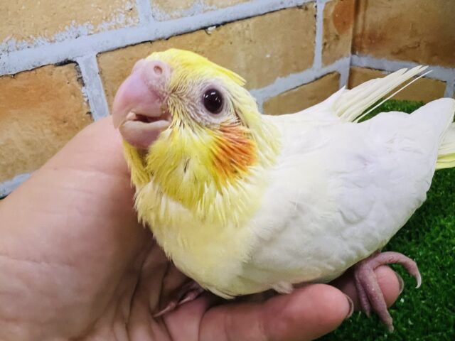 きゅるるん♪オカメインコ(ルチノー)の雛がやってきたー! きゅるるん♪オカメインコ(ルチノー)の雛がやってきたー!
