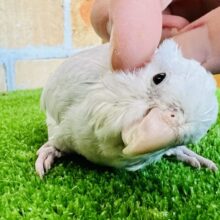 画像更新☆甘えん坊♡2つの顔をもつマメルリハ（アメリカンホワイト）女の子