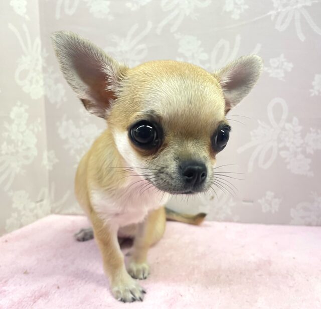 おめめくりくり(ˊo̴̶̷̤  ̫ o̴̶̷̤ˋ)🎵スムースチワワ(レッド)女の子💕2024年7月26日生まれ