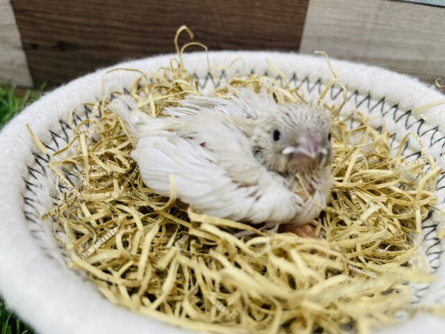 ちょこんと可愛いミニミニちゃん💕キンカチョウのシルバー！！