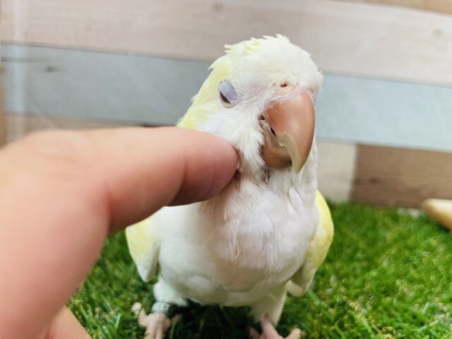 最新画像・動画あります⭐️ヒナ餌卒業🎓ワキワキダンス〜💕優しいクリームが可愛すぎる！オキナインコのクリーム❤️