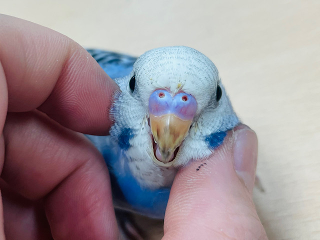 【動画更新🪄ひとりエサになりました⭐︎】大きめお目目に見つめられちゃう♡セキセイインコ（オパーリン）ヒナ
