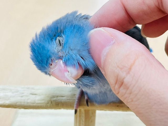 【最新画像・動画更新🪄もうすぐひとりエサ⭐︎】可愛すぎる〜♡♡濃いめブルーが綺麗です！マメルリハ（コバルトバイオレット）男の子