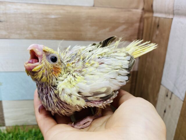 横揺れ先輩登場です✨オカメインコの（シナモンパール）