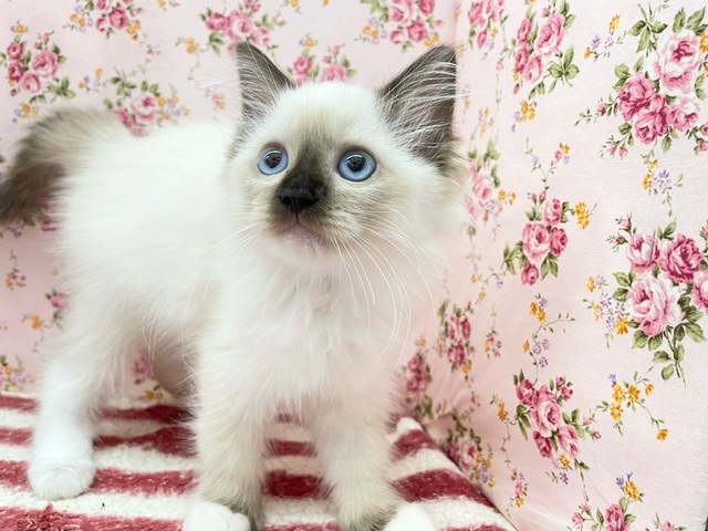 美人すぎる☆ ラグドールの女のコ  2024.9/14撮影