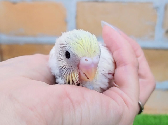 綺麗なカラー✨セキセイインコのヒナ(パステルレインボーパイド)入荷しました❤