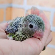 男の子💎マメルリハのヒナ(ノーマル)入荷しました❤