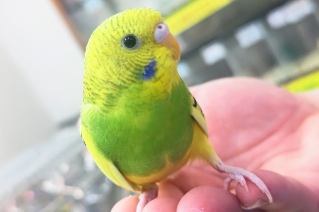 🌟最新画像🌟 理想的な色合い～🍀 セキセイインコ(グリーンパイド)