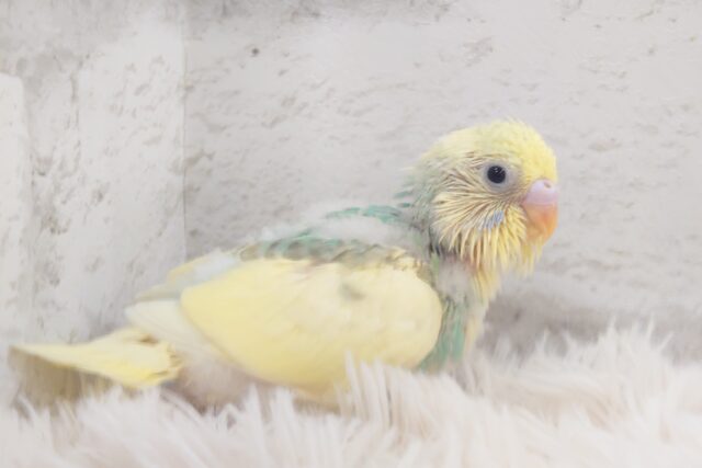 身だしなみは、だいじよね？？　セキセイインコ　パステルカラーレインボーパイド～～