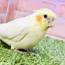 もちもちな安心サイズ!(^^)!　オカメインコ