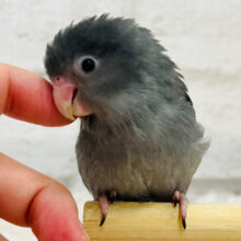 【最新画像更新🪄】かっこかわいい代表🙋マメルリハ(ブラックモーブ)男の子 ヒナ