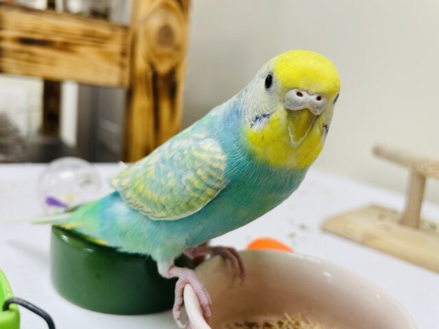 【最新画像更新🪄】上目遣いに胸キュンです♡セキセイインコ（パステルレインボースパングル）