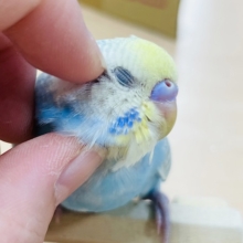 【動画更新🪄ひとり餌になりました⭐︎】美しく輝いてるみたい🌟セキセイインコ（パステルレインボースパングル）ヒナ