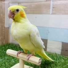 最新画像有ります❗️ほんわか優しいお顔のオカメちゃん❤️定番人気のルチノーカラー‼️