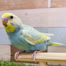 最新画像有ります❗️ふんわり優しいカラーです☺️💕優しく見守ってあげたくなるセキセイインコのパステルカラーレインボー🌈