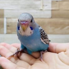 最新画像あります⭐️羽に広がるいっぱいの模様が美しい〜🤩セキセイインコのノーマル！！