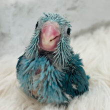 可愛すぎ💘幸せ運ぶ天使ちゃん🧚マメルリハ(ブルー) メス ヒナ