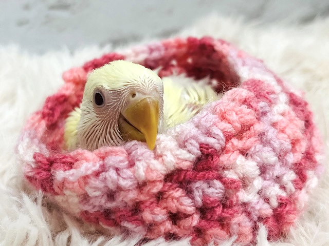 ふわふわっと優しい世界🫧コザクラインコ(クリーム) ヒナ