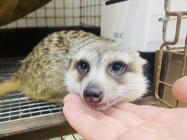 最新画像・動画あります♪すくすく成長中♪まるまると可愛らしいタヌキフェイス！ミーアキャット！