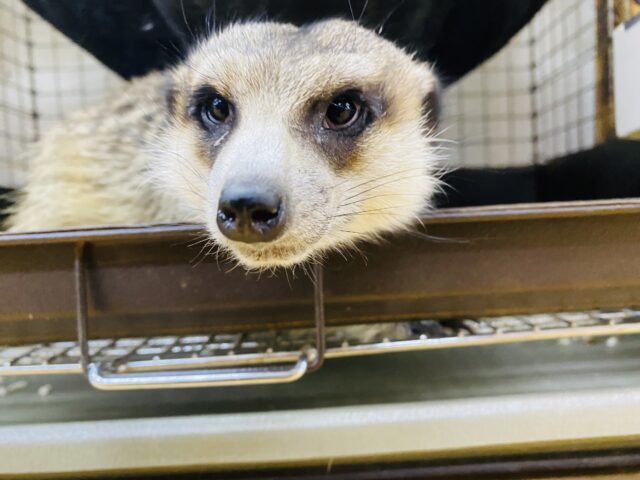 最新爆睡画像あります💤激カワ♡元気いっぱいちびっ子ミーアキャット！！