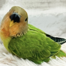 【最新画像・動画更新🪄】可愛いお顔に釘付け♡コザクラインコ(オパーリン) ヒナ