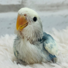 【動画更新🪄】美カラー🫧シャッター音に反応しちゃう♡コザクラインコ(ブルーオパーリンパイド) ヒナ