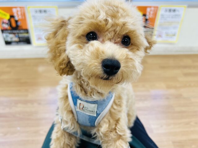 甘えん坊のさらに上❣️人がいないと泣いちゃうトイプードルちゃん❤️