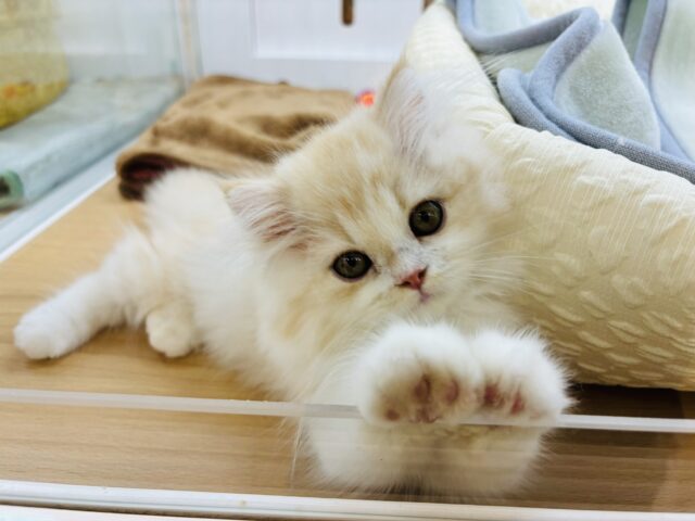 超ホヤホヤ最新画像✨可愛すぎてノックアウト！？フォールデックスくん！