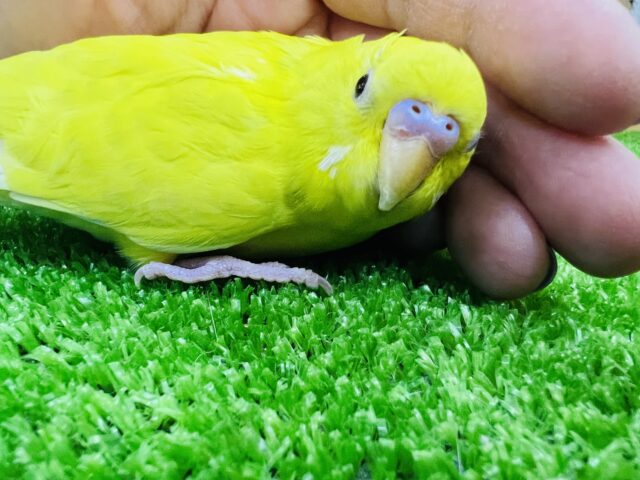 11/30更新☆不思議な模様⁈真っ黒お目目( Ꙭ)セキセイインコ(黄・ダブルファクター)❤