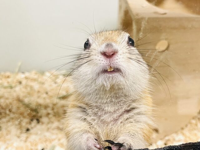 【画像更新🪄】残り1匹（女の子）になりました❣️リチャードソンジリスの季節がやって来ました！！