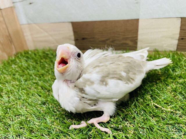 優しいお色でびゅ〜てぃふぉ〜✨オカメインコのホワイトフェイスシナモンパイド！！