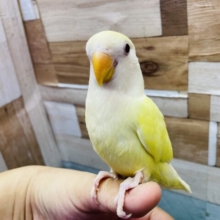 最新画像有ります❤️ヒナ餌卒業🎓優しいクリームの体に赤目がキュートな子💕コザクラインコのクリームルチノー！！