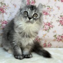 美猫なカールちゃん🤍🩶2024年8月10日生まれ　女の子