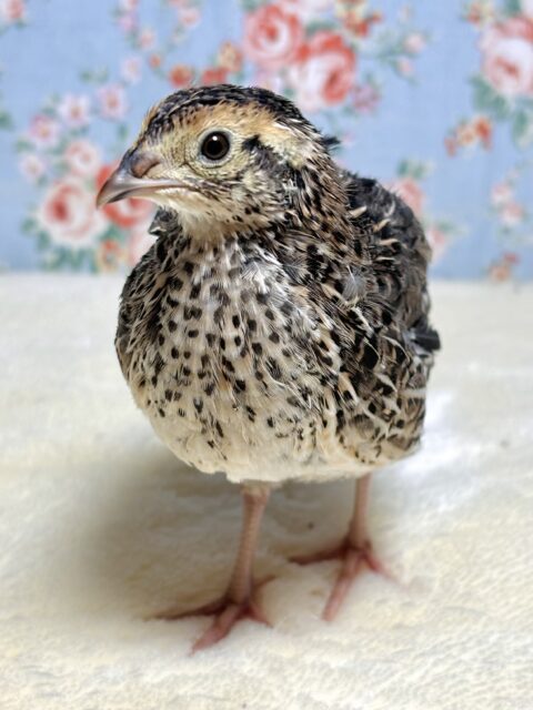 並ウズラ  中ビナ  🐥✨.ﾟ･*..☆