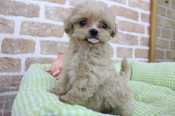 秋のくりくり🌰✨モンブランちゃん🌰🐶🍁MIX（トイプー×マルチーズ）・女の子！