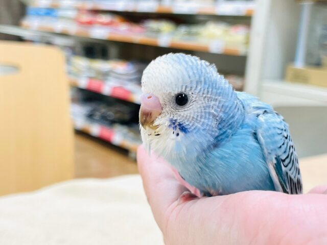 【最新画像・動画更新🪄】元気いっぱい食いしん坊❤︎セキセイインコ（オパーリン）ヒナ