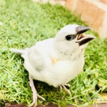【最新画像更新☆☆】銀ピカカラーがやってきた♪♪　シルバー文鳥
