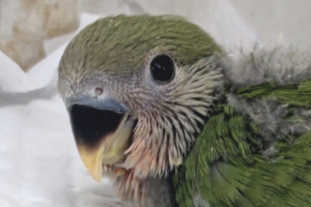 深緑安らぎカラー🌱 コザクラインコ(ノーマル) 深緑安らぎカラー🌱 コザクラインコ(ノーマル)