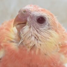 美っ美っ美っ！ピーンク～🩷 アキクサインコ(ルビノー)