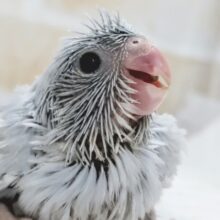 素敵な淡いブルー🫐 マメルリハインコ(アメリカンホワイト)女の子