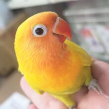 🌟最新画像🌟 メラメラパッション～🌻 ボタンインコ(ヤマブキイエロー)