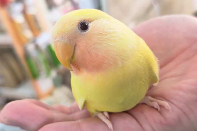 🌟最新画像🌟 フレッシュビタミン～✨ コザクラインコ(ルチノー)