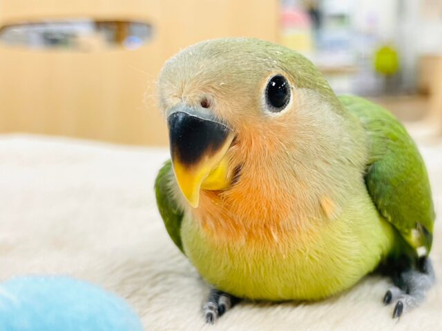 【最新画像更新🪄】優しいお顔❤︎コザクラインコ（ノーマル）ヒナ