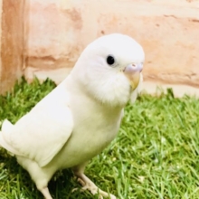 【最新画像更新☆☆】人気のホワイトカラー⛄　セキセイインコ