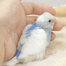 100%のあまあまさんっ　セキセイインコ　パイド〜〜