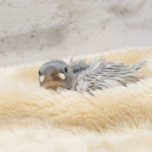 よーーく見つめるコ、ですねっ♪　シルバー文鳥〜〜