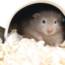 主役はﾎﾞｸなんですが。。ごる兄ぃのケツ圧が。。　セーブルハムスター～～