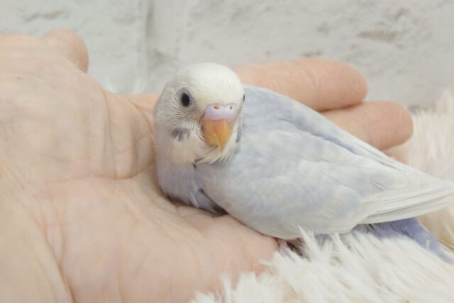 きわみさんがいくっ　セキセイインコ　ライラック～～