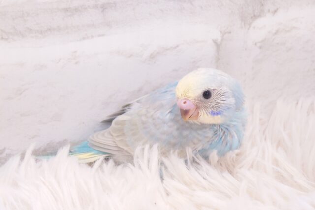 元気な羽ばたきで「げんき」おすそわけ～　セキセイインコ　パステルレインボー～～